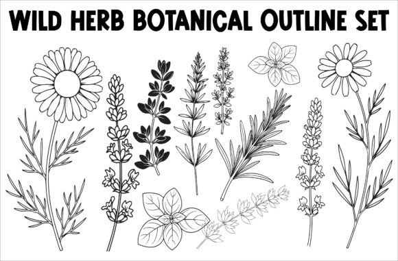 Download Wild Herb Botanical Outline Set - Botanical Collection